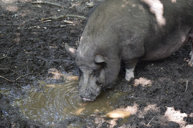 足球文化并 足球文化并