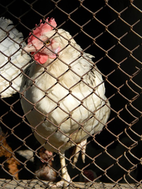 班牙国家队 班牙国家队